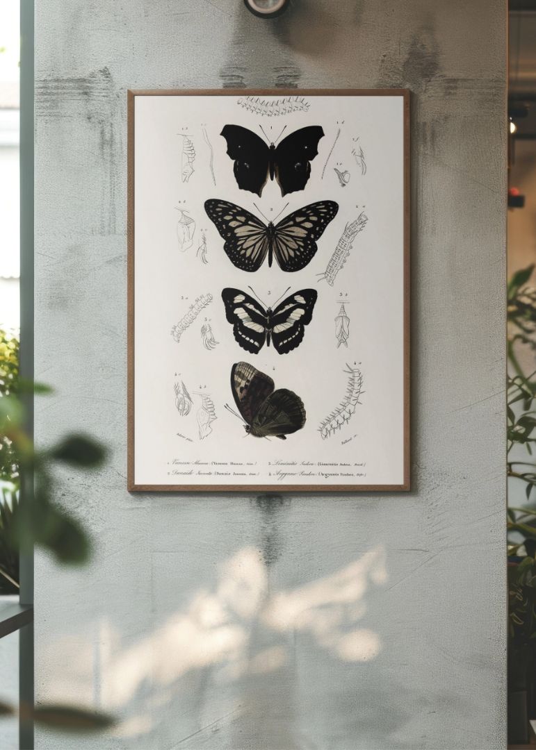 Samling af sommerfugle