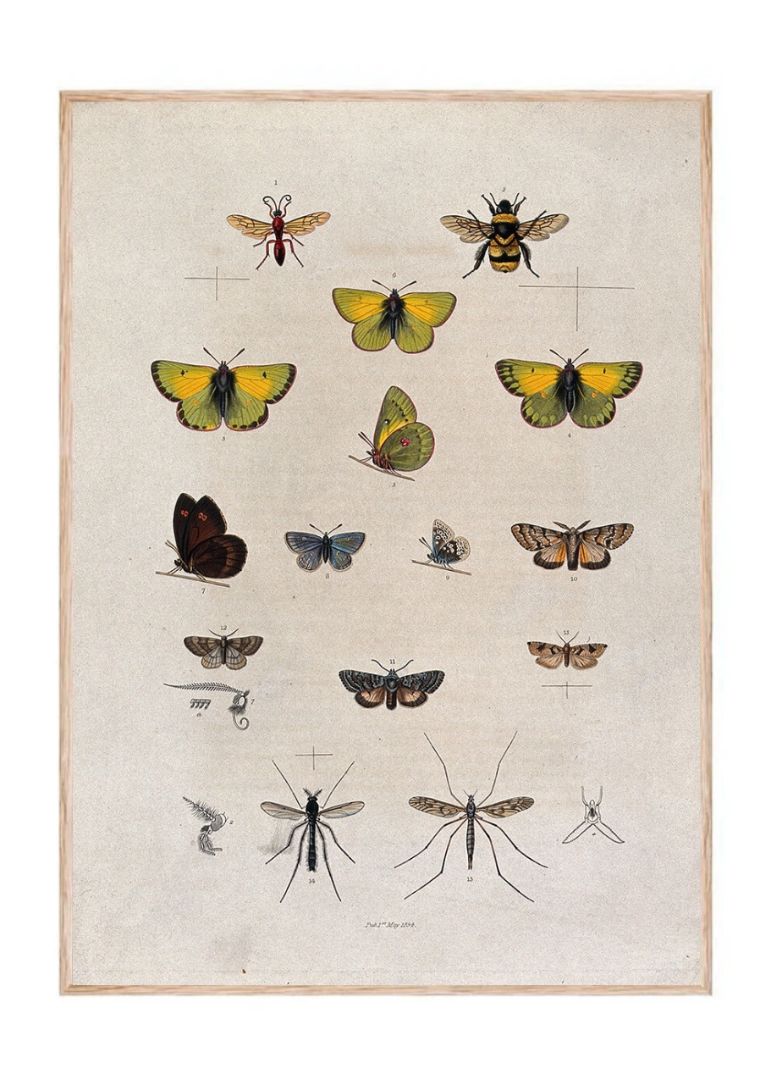 A bee, five butterflies