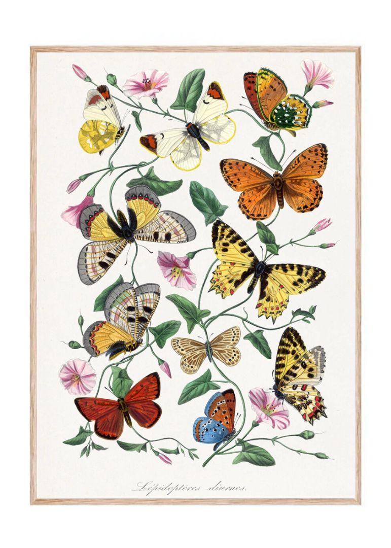 Butterfly & moth painting