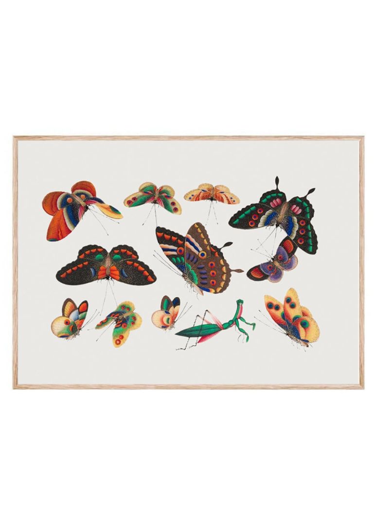 Chinese butterfly and insect