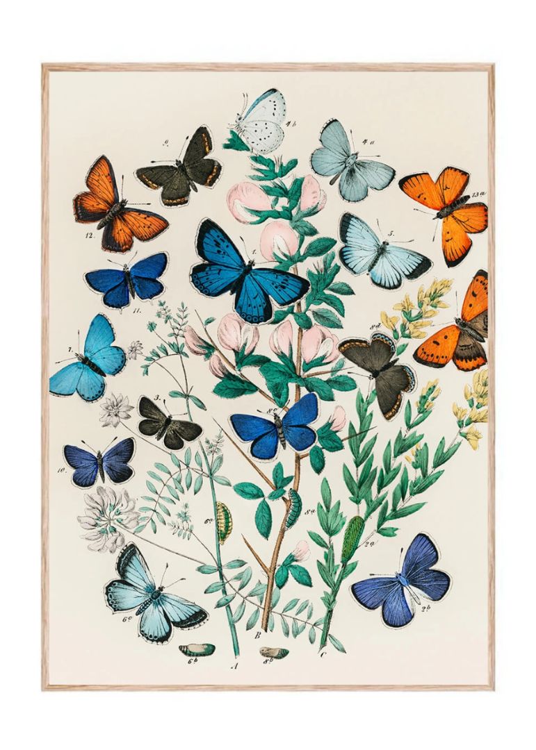 Europæiske sommerfugle