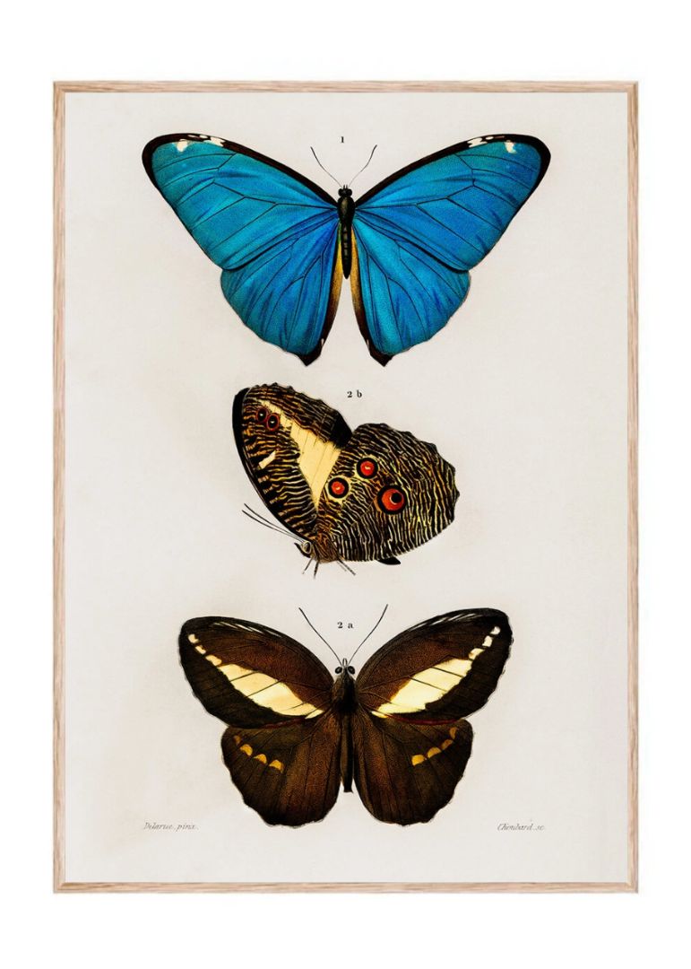 Forskellige sommerfugle 1892