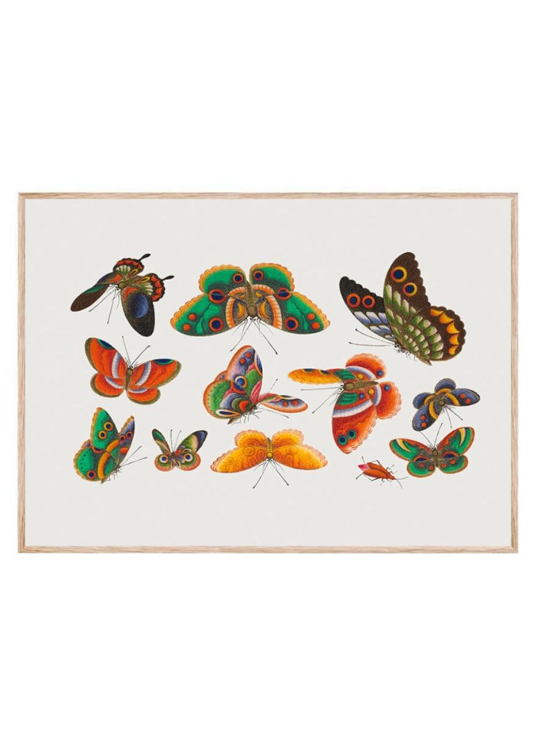 Kinesisk sommerfugl og insekt