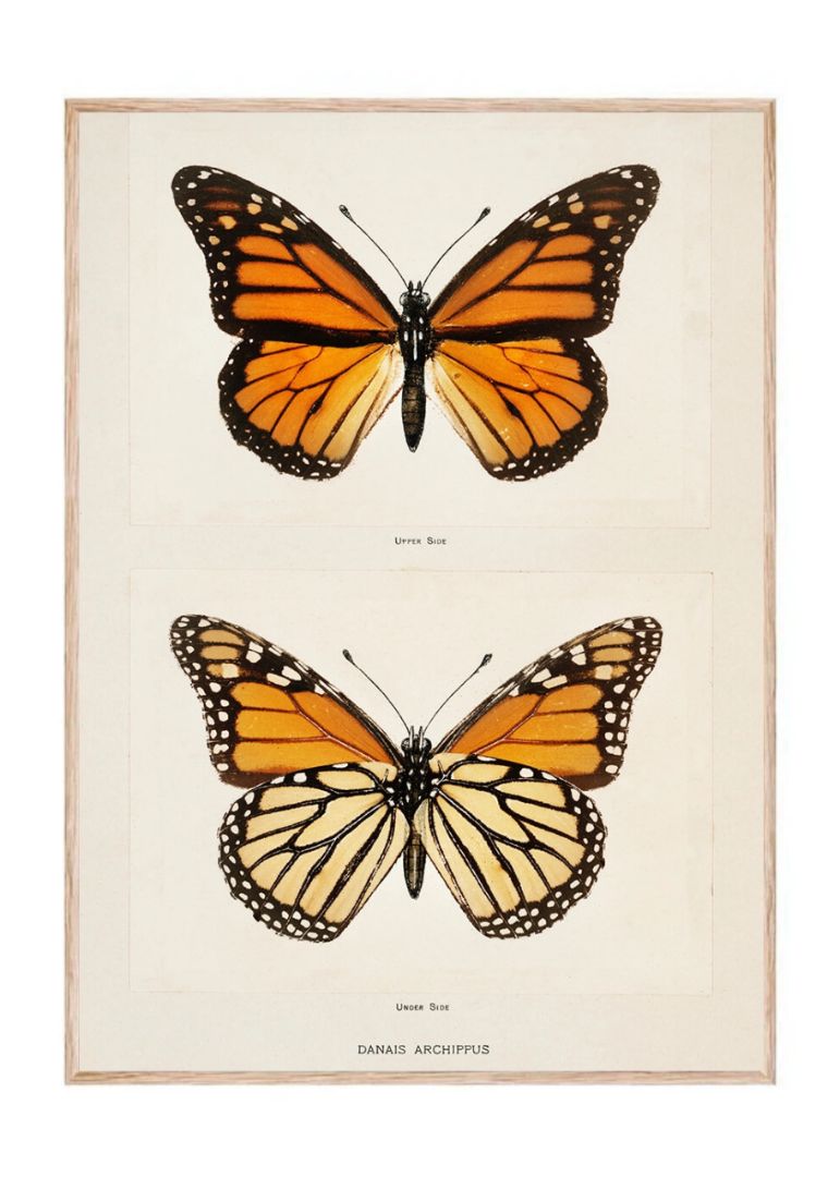 Monarch Butterfly (Danais Archippus)