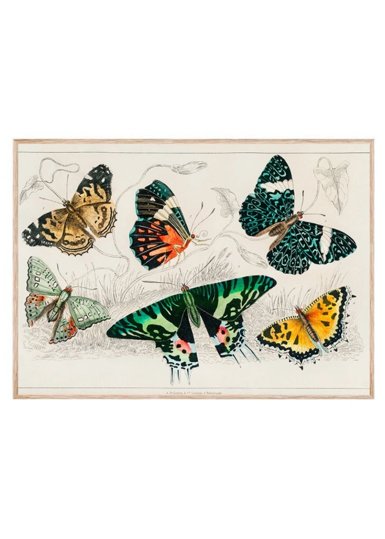 Samling af udvalgte sommerfugle