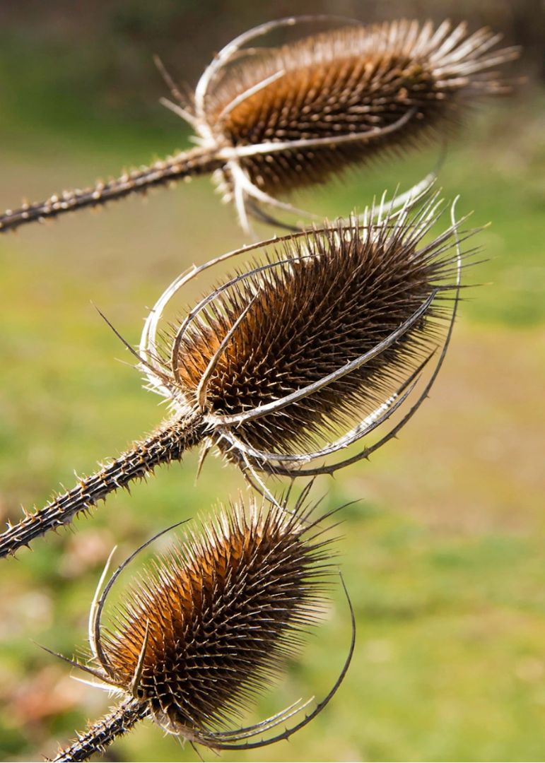 Old Dried Teasel