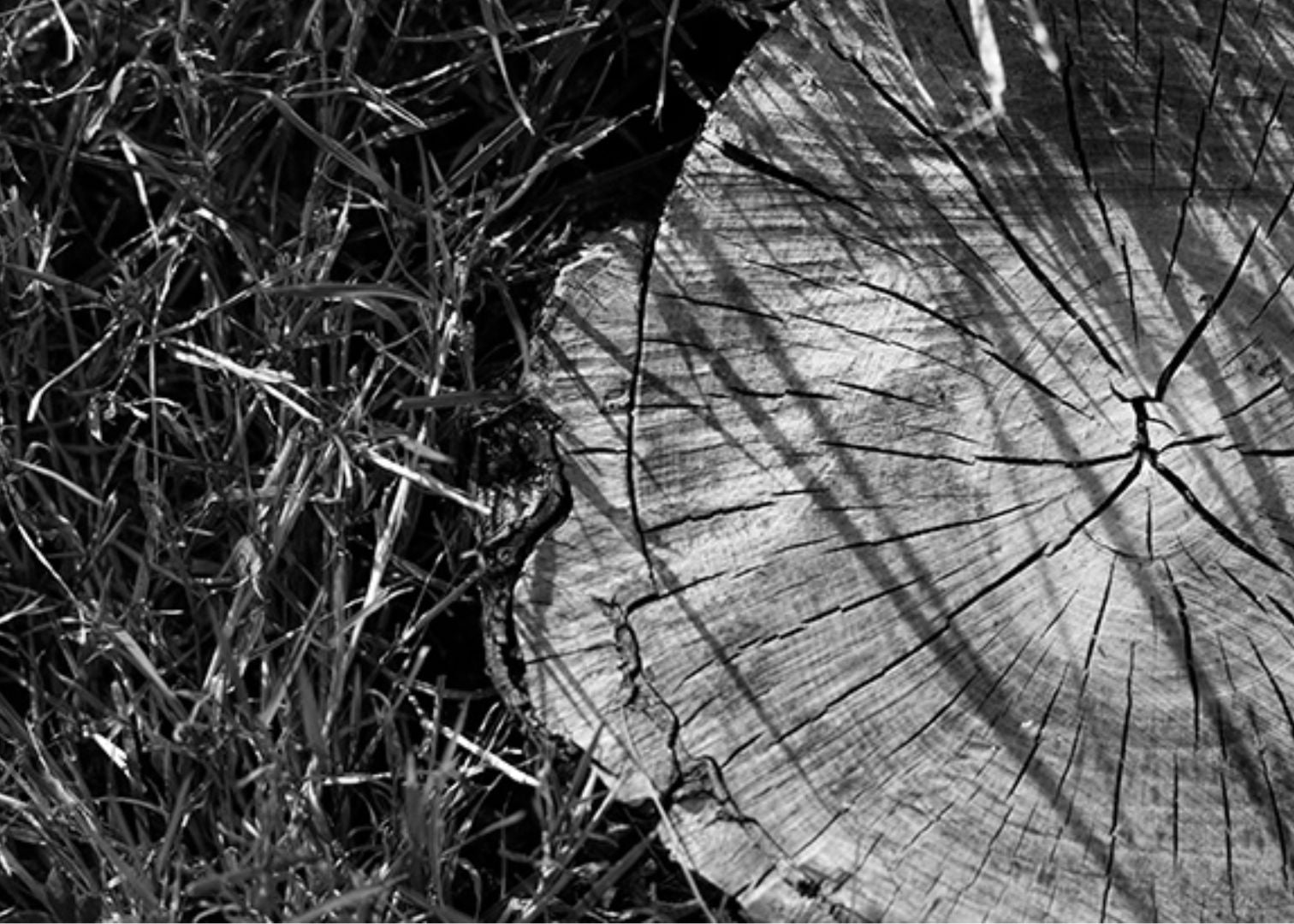 Stump Tree