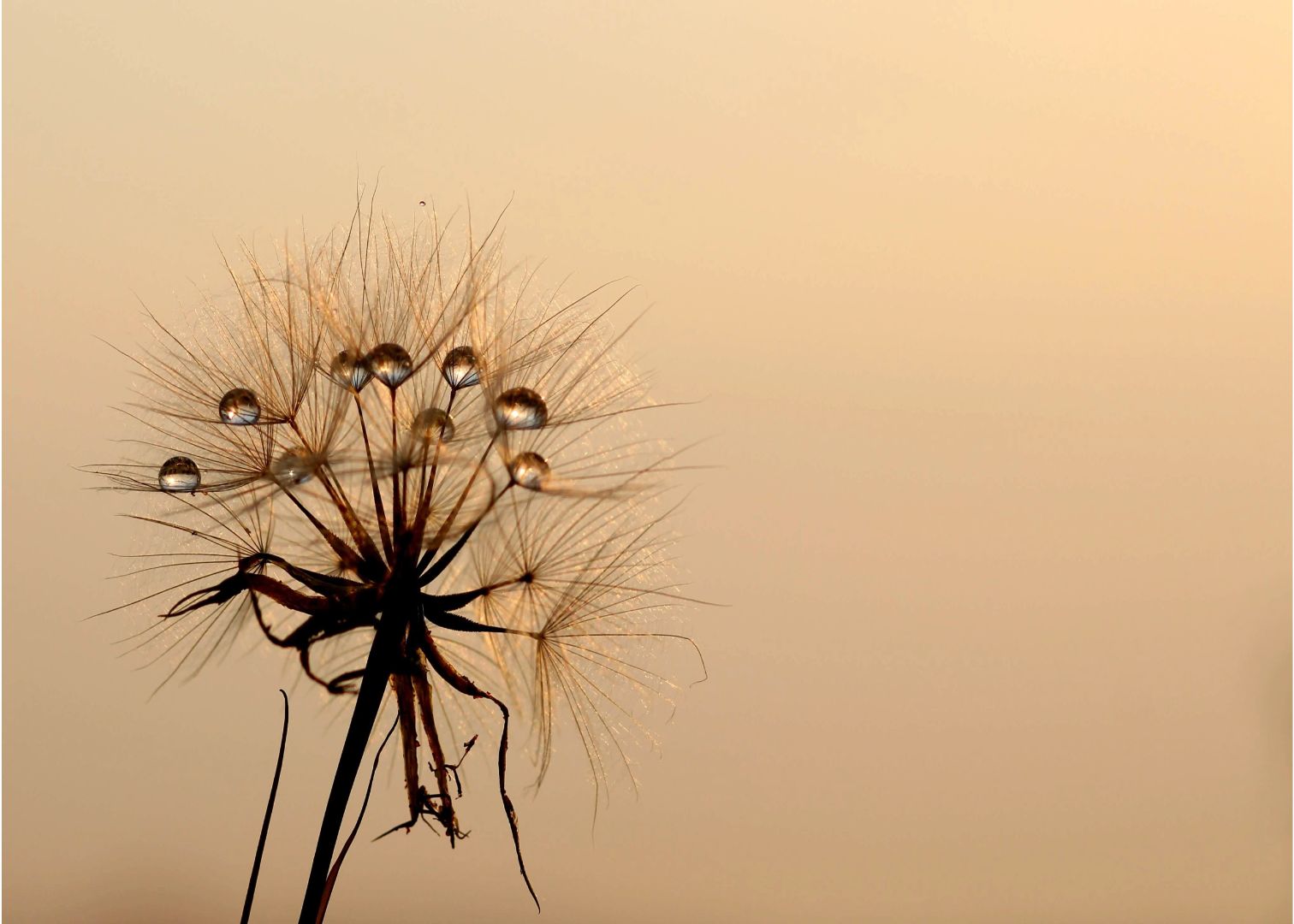 The dandelion on a morning