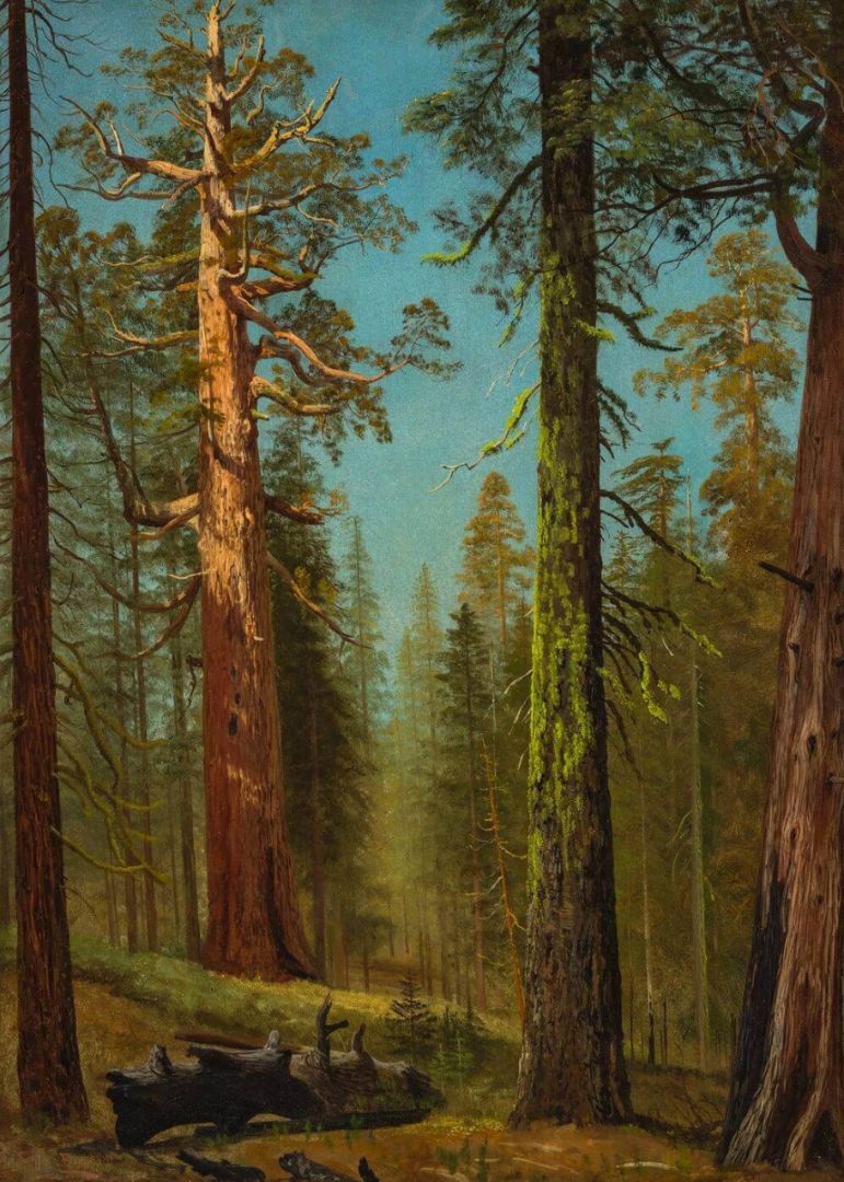 The Grizzly Giant Sequoia