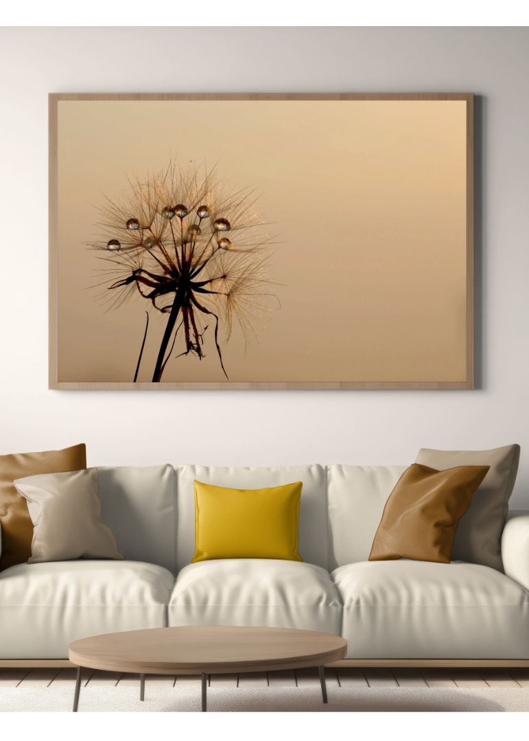 The dandelion on a morning