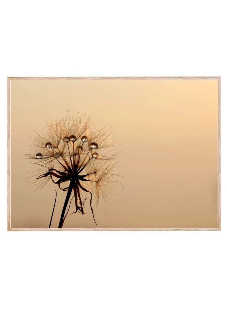 The dandelion on a morning