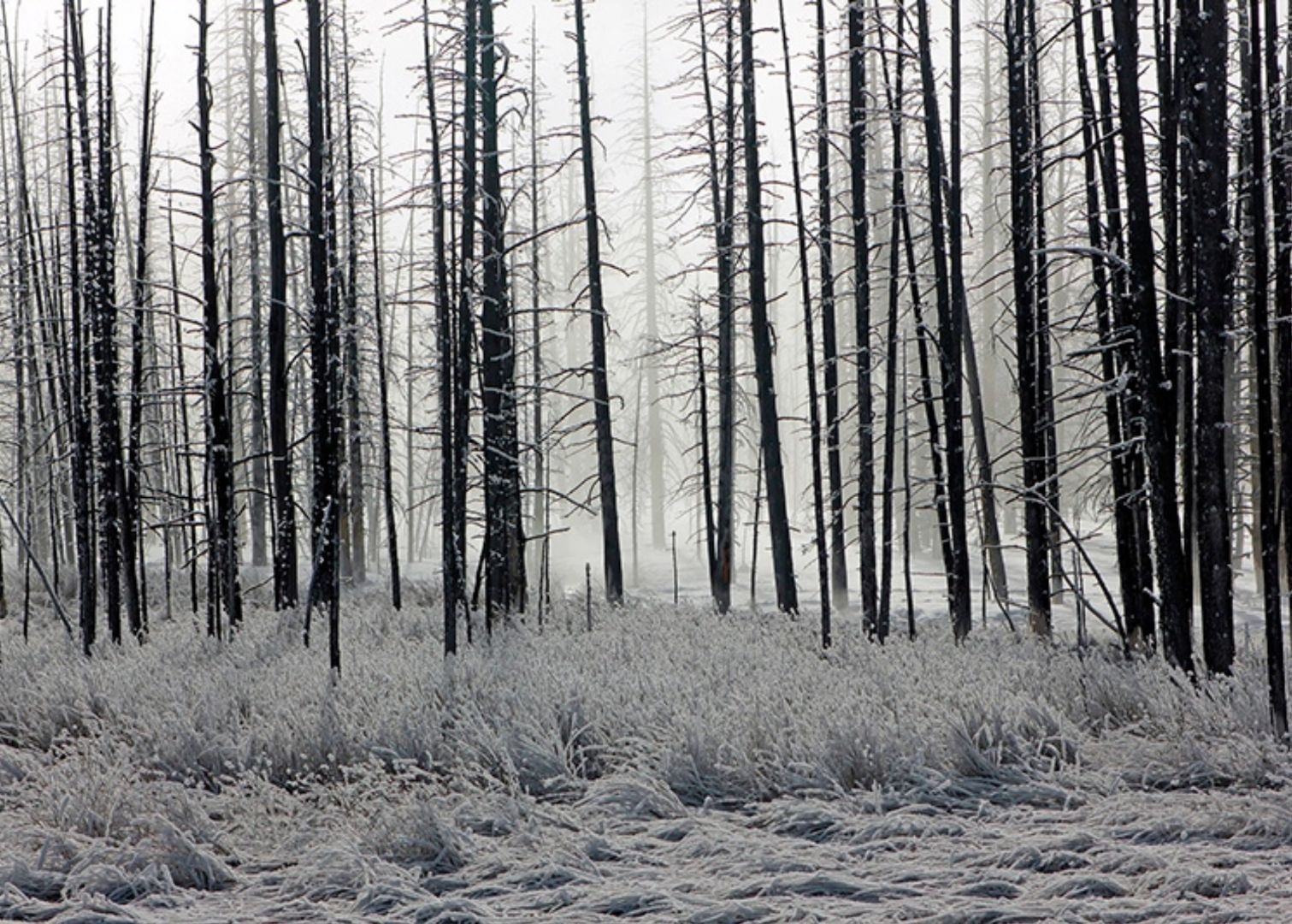 Frozen Forest