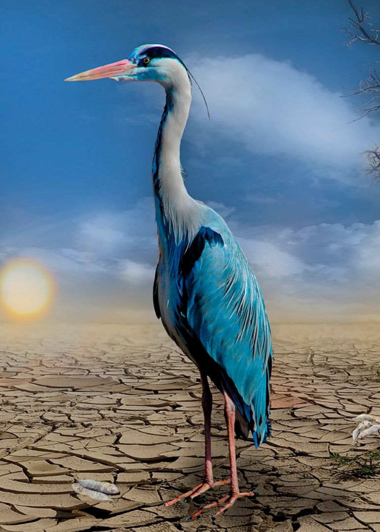 Great Blue Heron