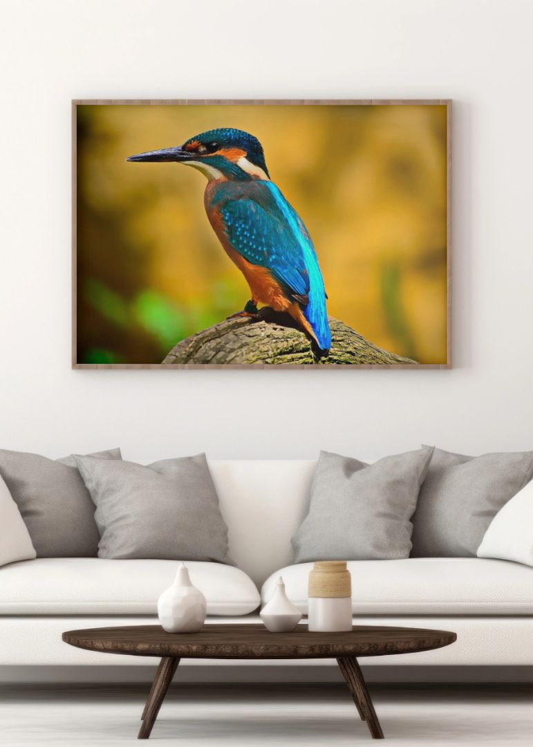 Calm Kingfishers