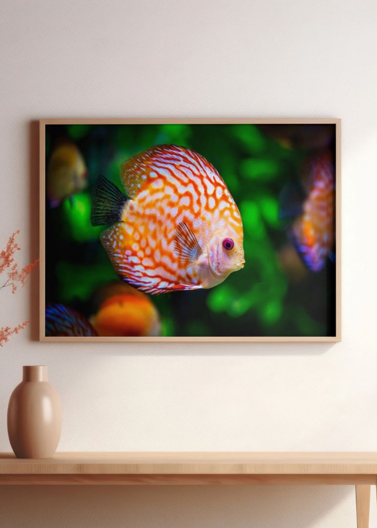 Orange Discus