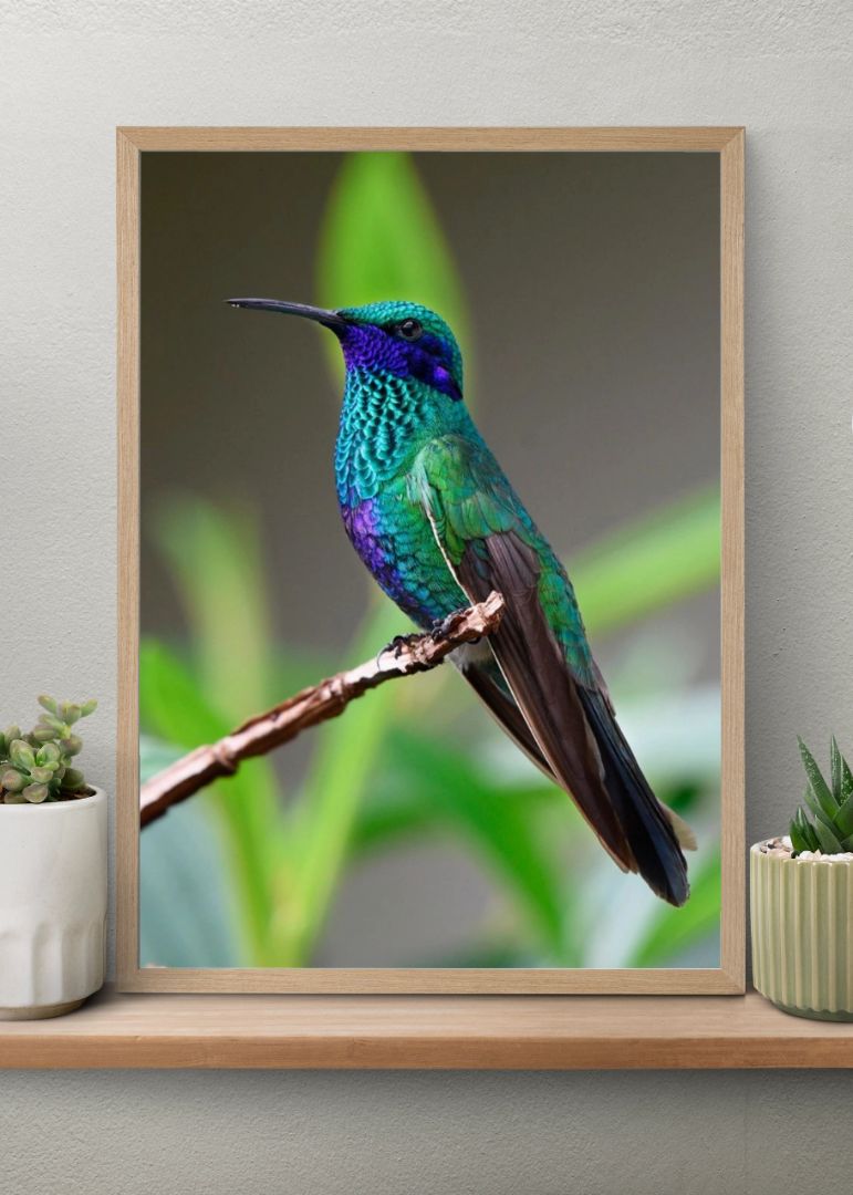 Pretty Violetear