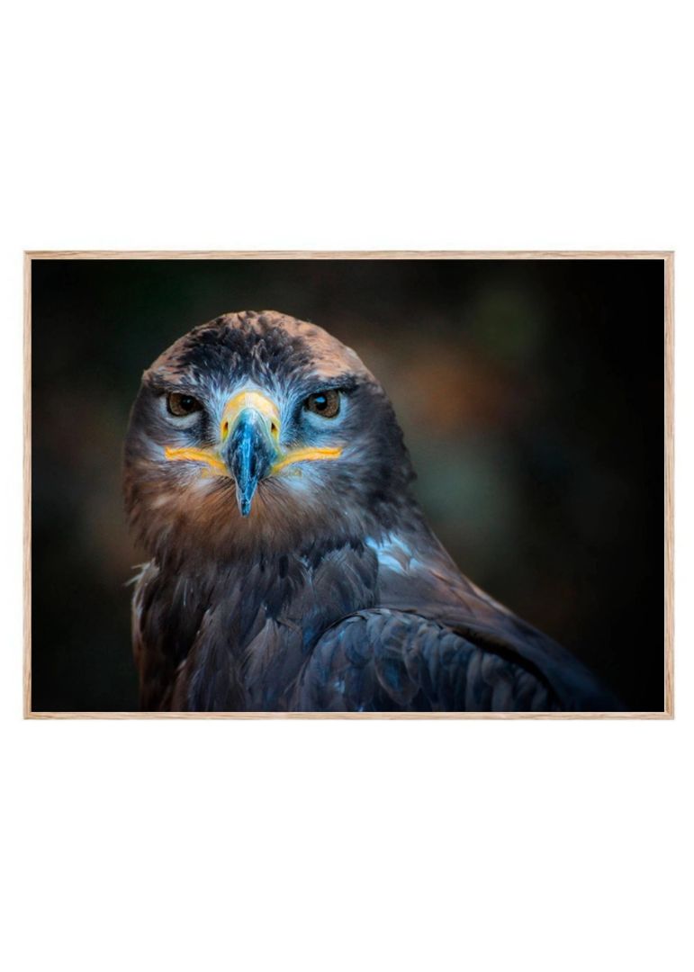 Eagle Unflinching Gaze