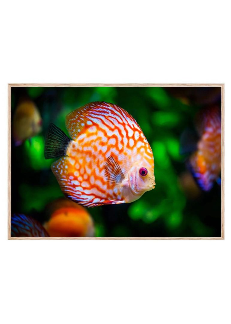 Orange Discus