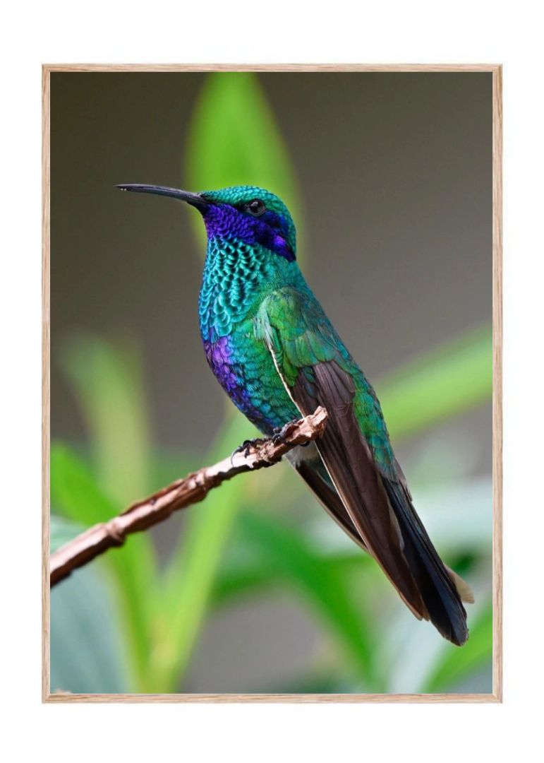 Pretty Violetear