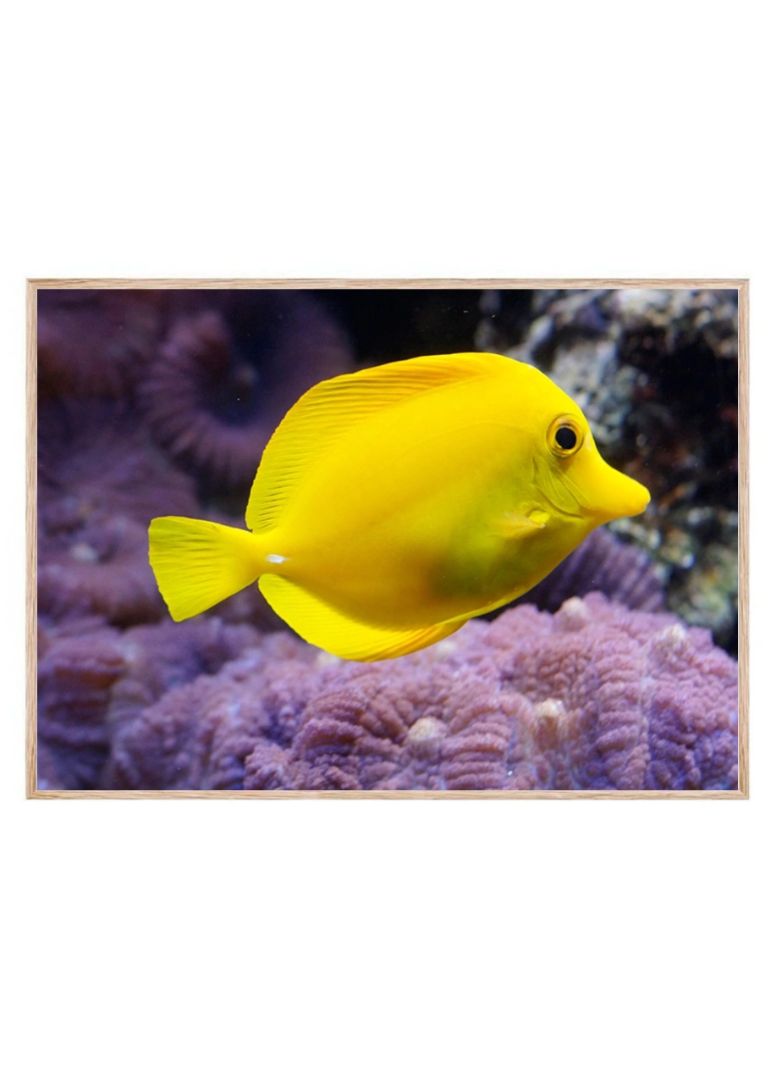 Sunshine Under the Sea