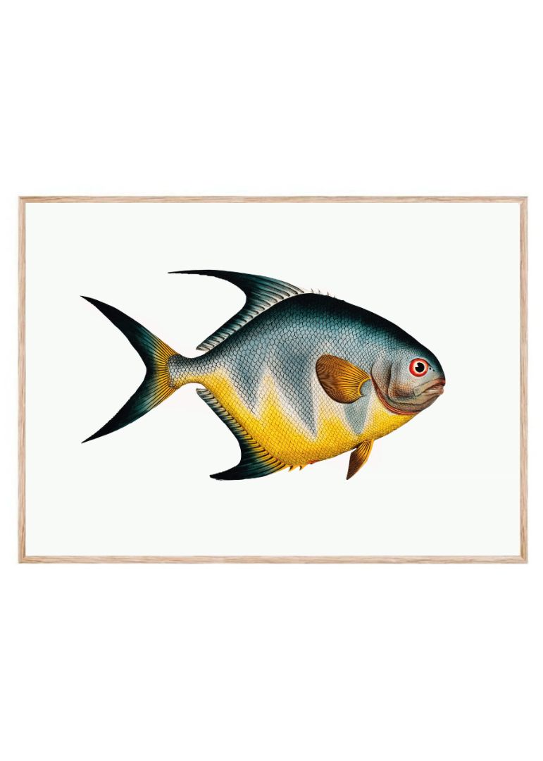 Chaetodon rhomboides