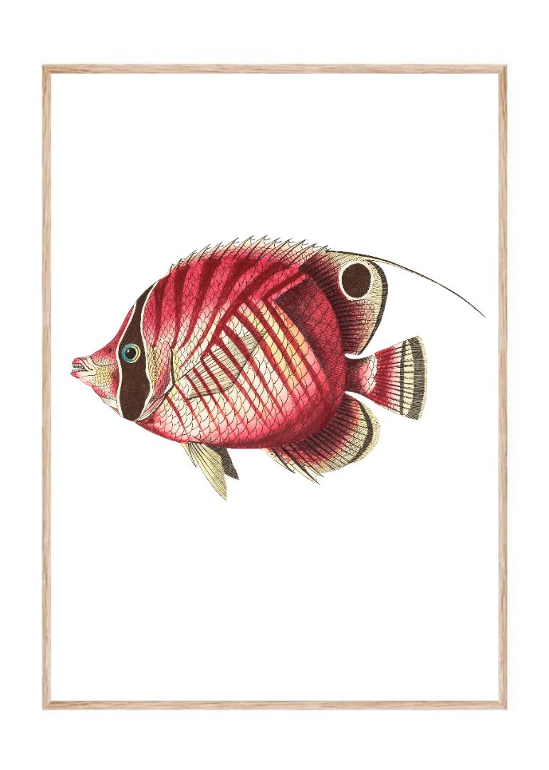 Red striped chaetodon or Yellowish
