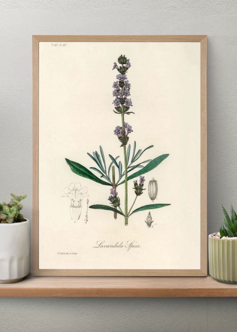 Lavendel - Lavandula ipica