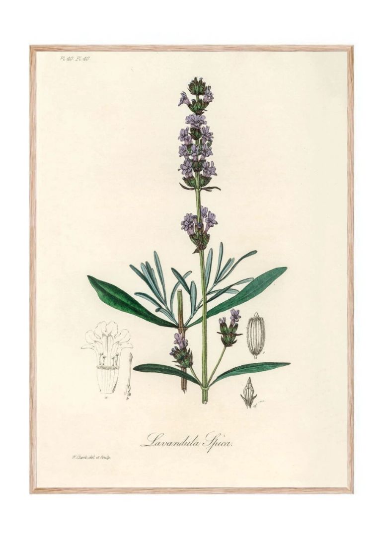 Lavendel - Lavandula ipica
