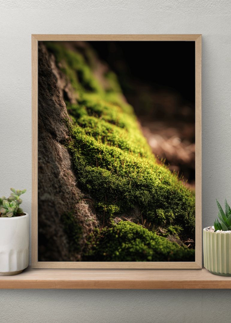 Solens krafter i mosset