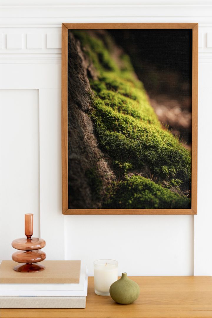 Solens krafter i mosset