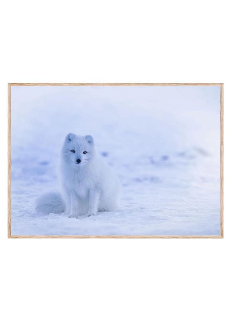 Arktisk ræv på Grønland