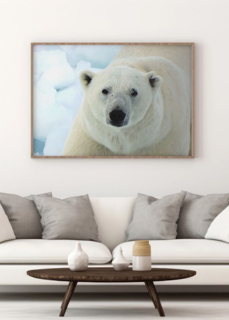 Winter Icebear