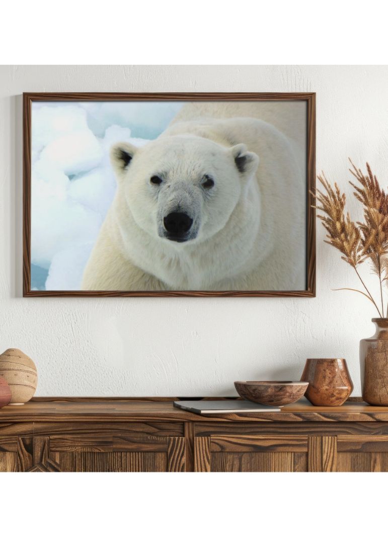 Winter Icebear