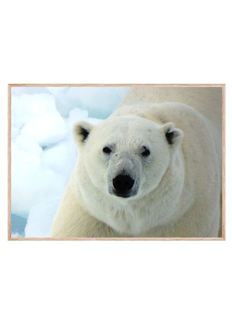 Winter Icebear