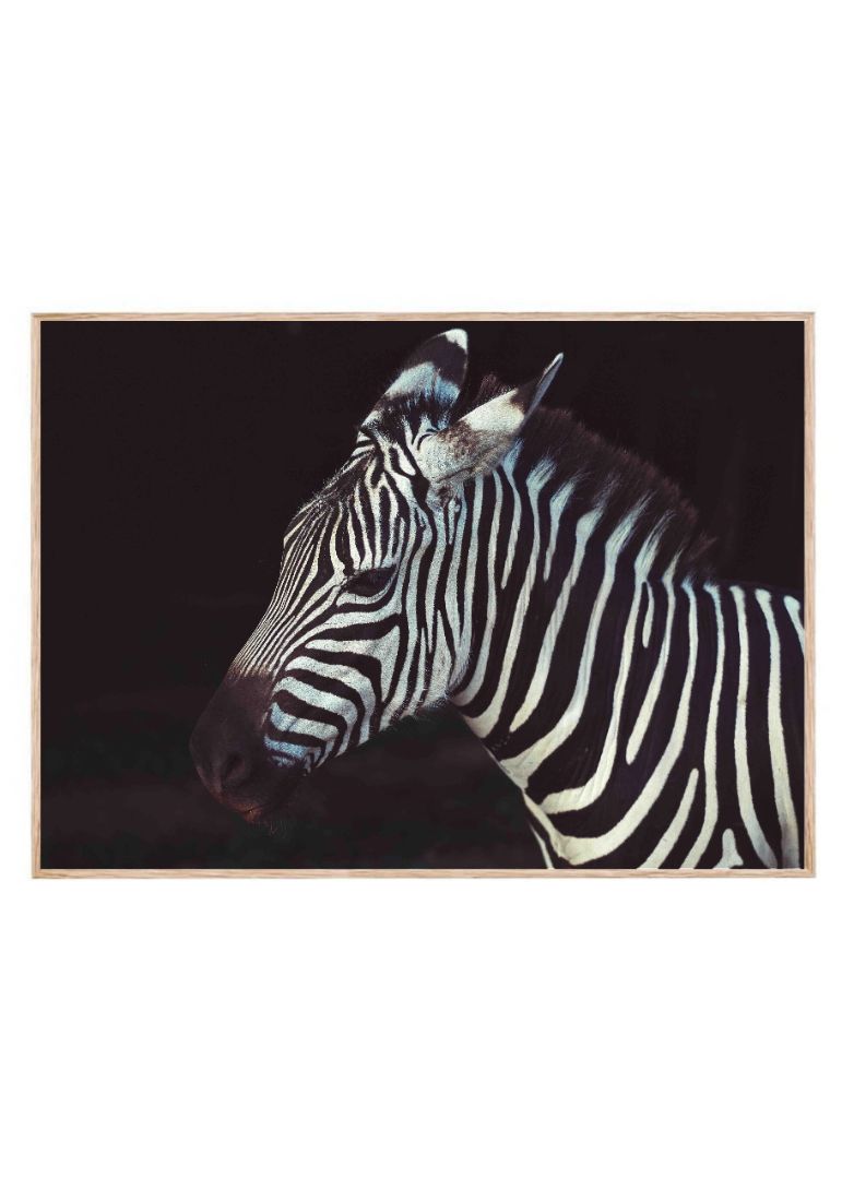 The Lone Zebra