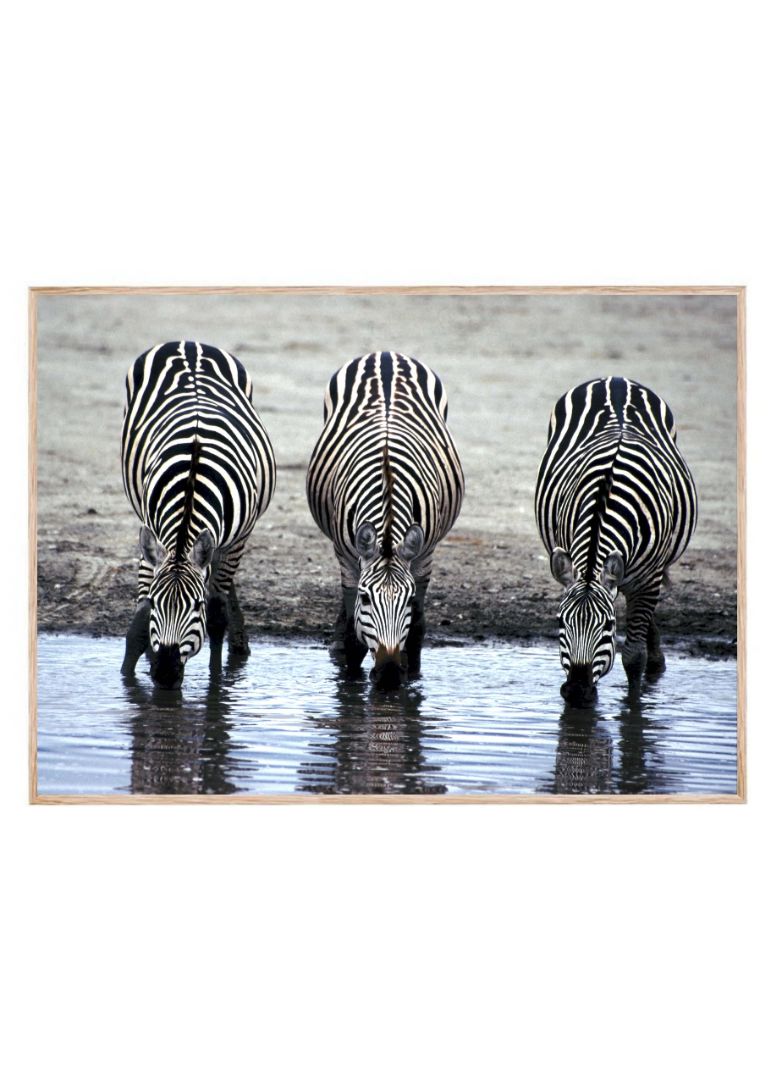 The Zebras Drinking Water