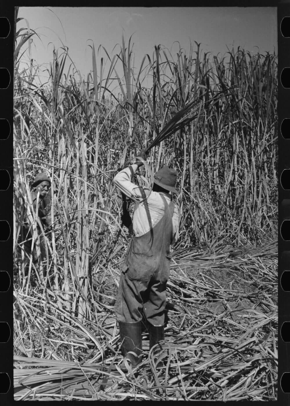 Cutting sugarcane near New Iberia