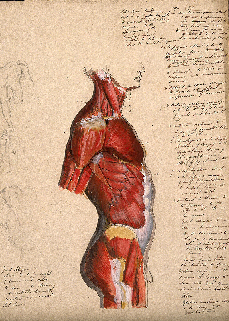 Dissection of the trunk