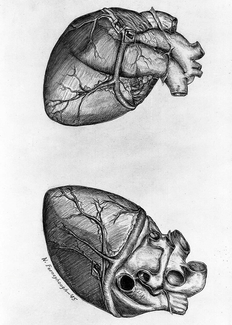 Drawing heart (1945)