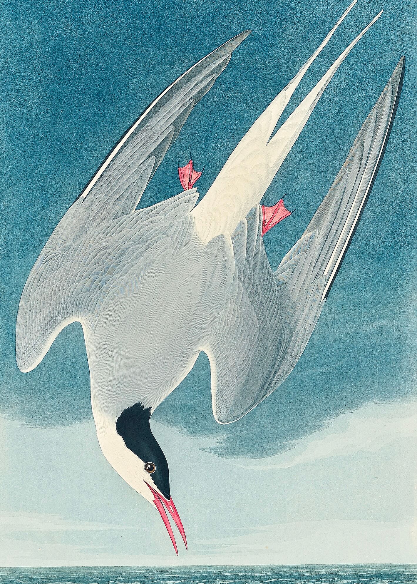 Plakaten "Dykkeren" fra Posters viser en fjordterne med grå og hvide fjer, sort hætte og rødt næb, der dykker mod havet under en blå himmel - med spredte vinger og røde fødder - en fantastisk tilføjelse til din indretning.