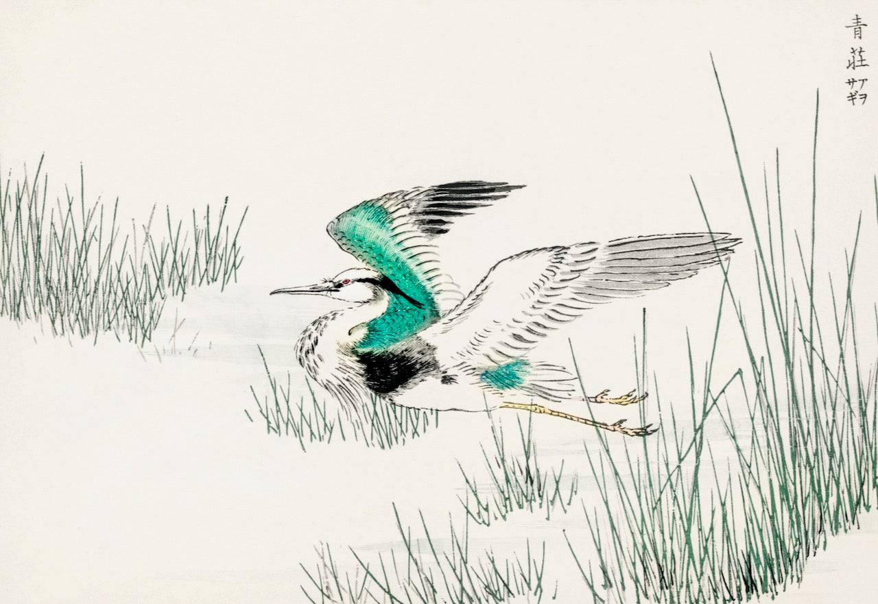 En akvarelagtig illustration af den østlige gråhejre med turkise og sorte vinger, der svæver fra siv ved en dam, japanske tegn over - et smukt plakatprint til moderne boligindretning og fans af naturplakater.