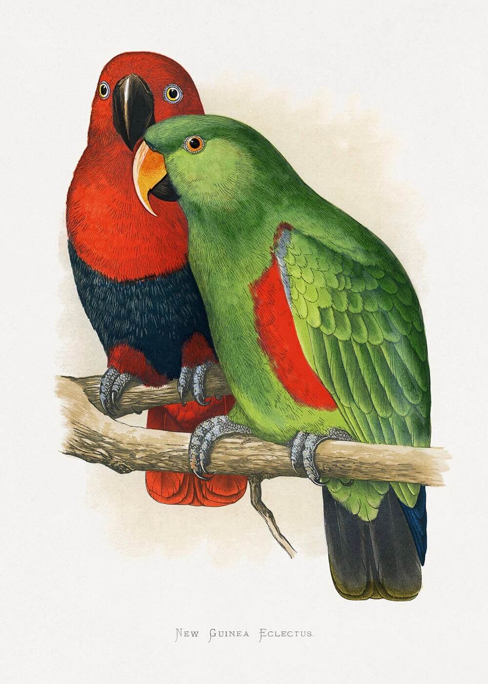 To livlige Eclectus-papegøjer, den ene i rødt og blåt, den anden i grønt med røde og gule accenter, sidder side om side. Nedenfor ses en plakat med titlen "Eclectus Papegøje Par Illustration" fra Posters.