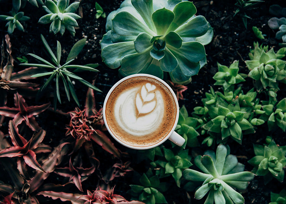 Espresso i planter