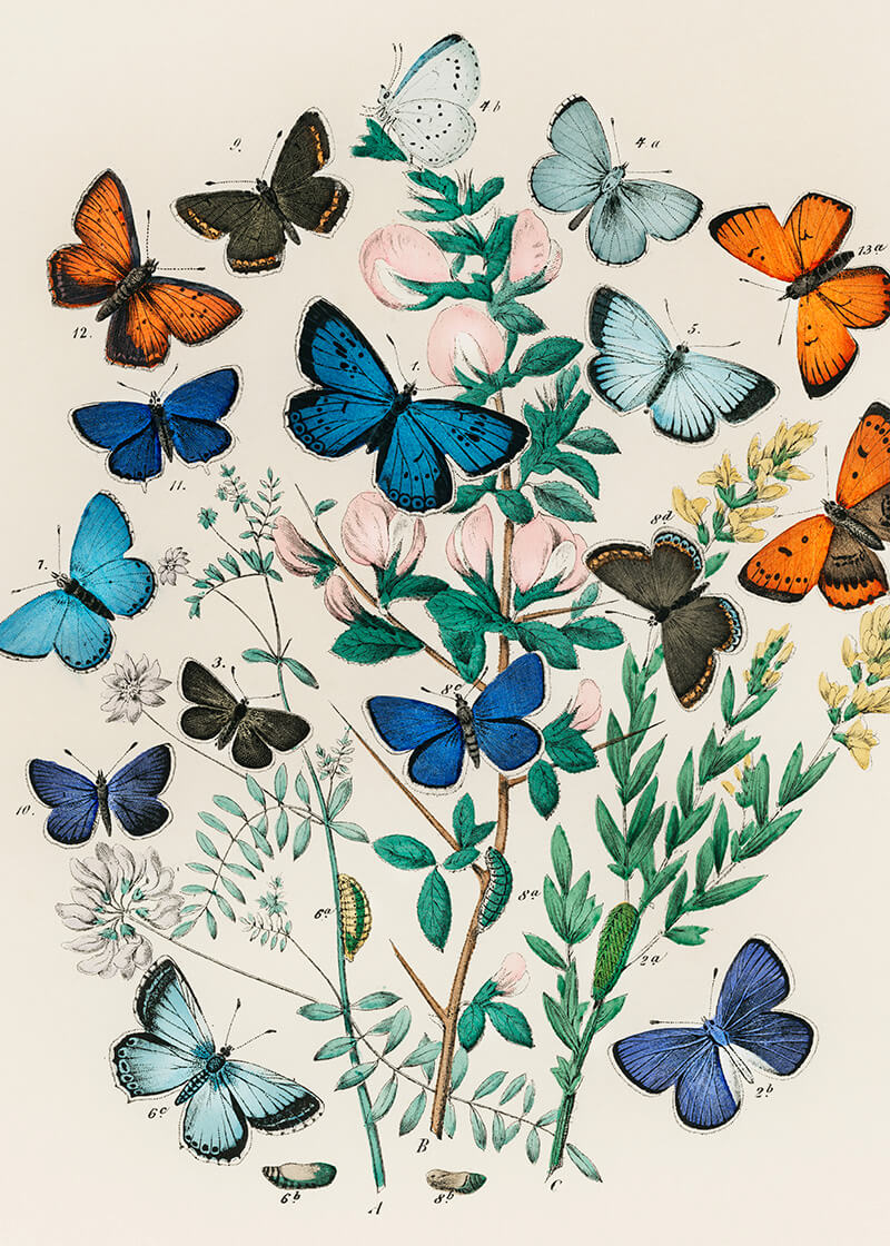 Europæiske sommerfugle