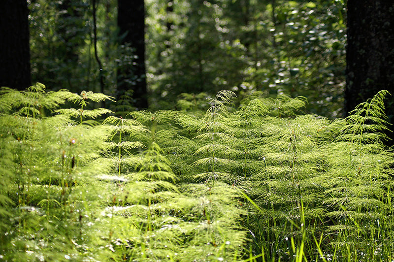 Expansive Forest Grass