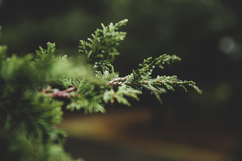 Fine Pine Leaf
