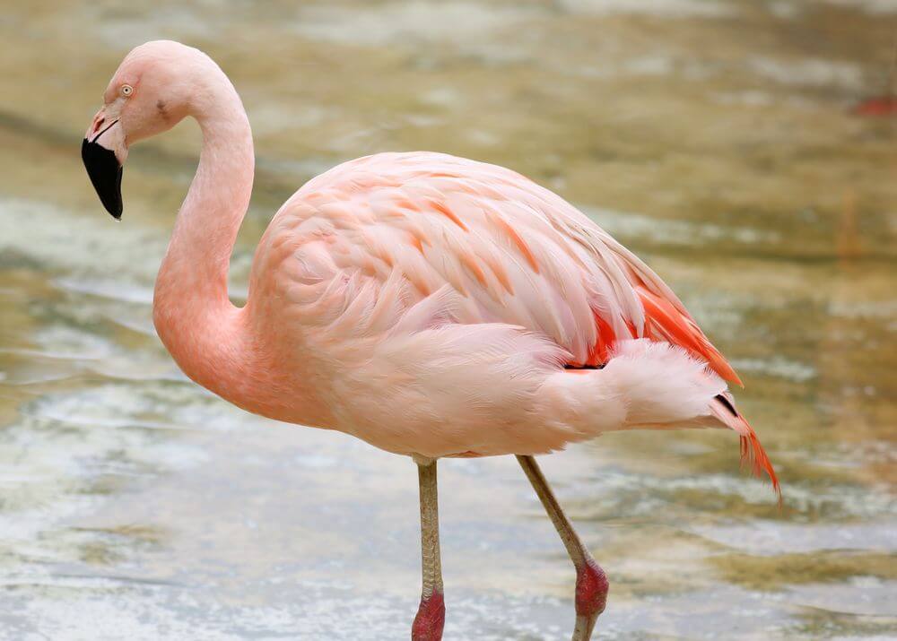 Flamingo Walking on Water