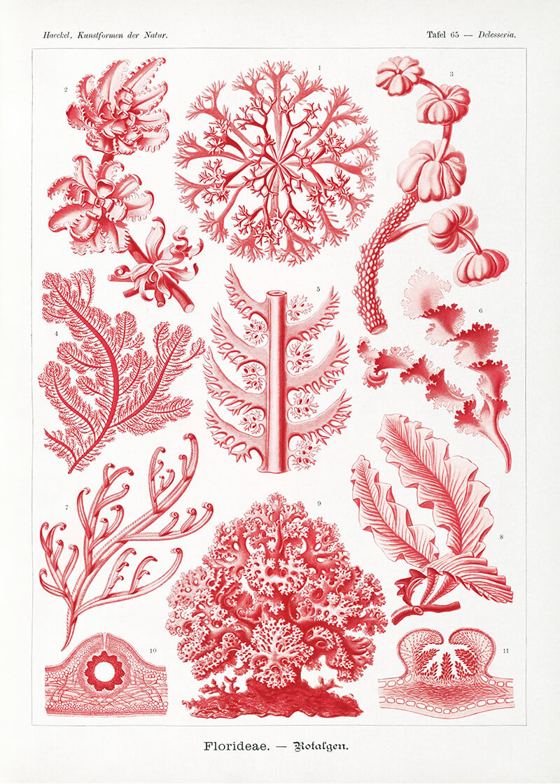 Florideae–Rotalgen