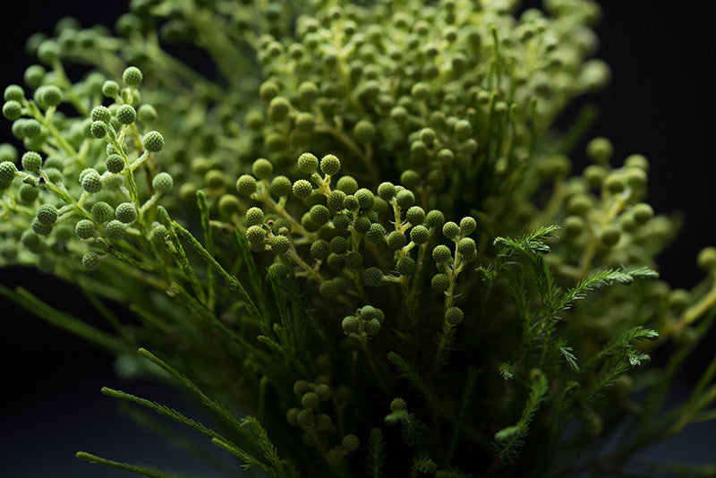 Flower Fern