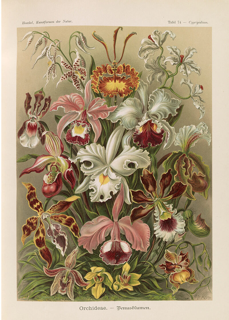 Flowers illustration